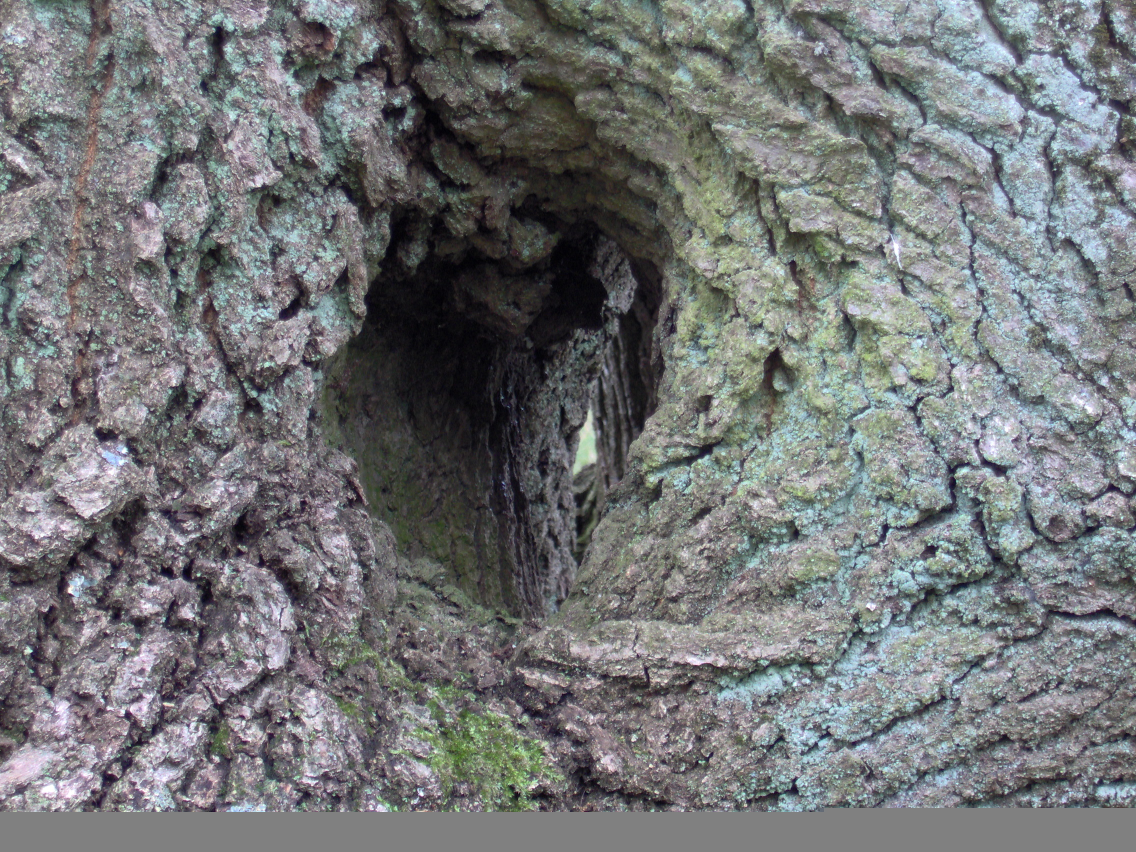 Loch im Baum