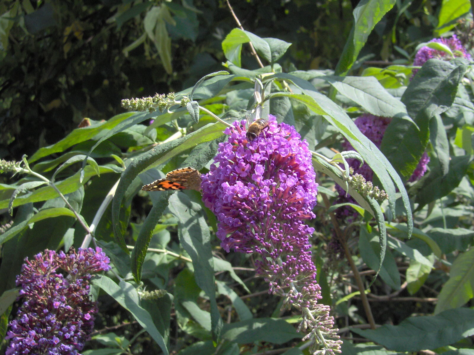 Schmetterling und Biene auf Flieder
